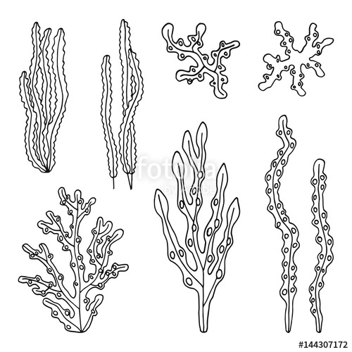 Kelp Vector at Vectorified.com | Collection of Kelp Vector free for ...