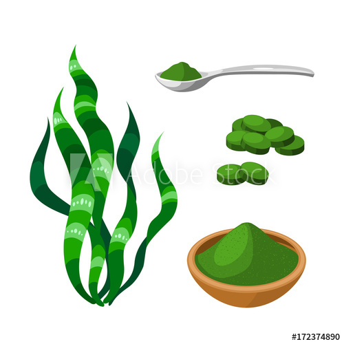 500x500 Superfood Fruit Kelp, Grass And Powder, Spirulina Vector