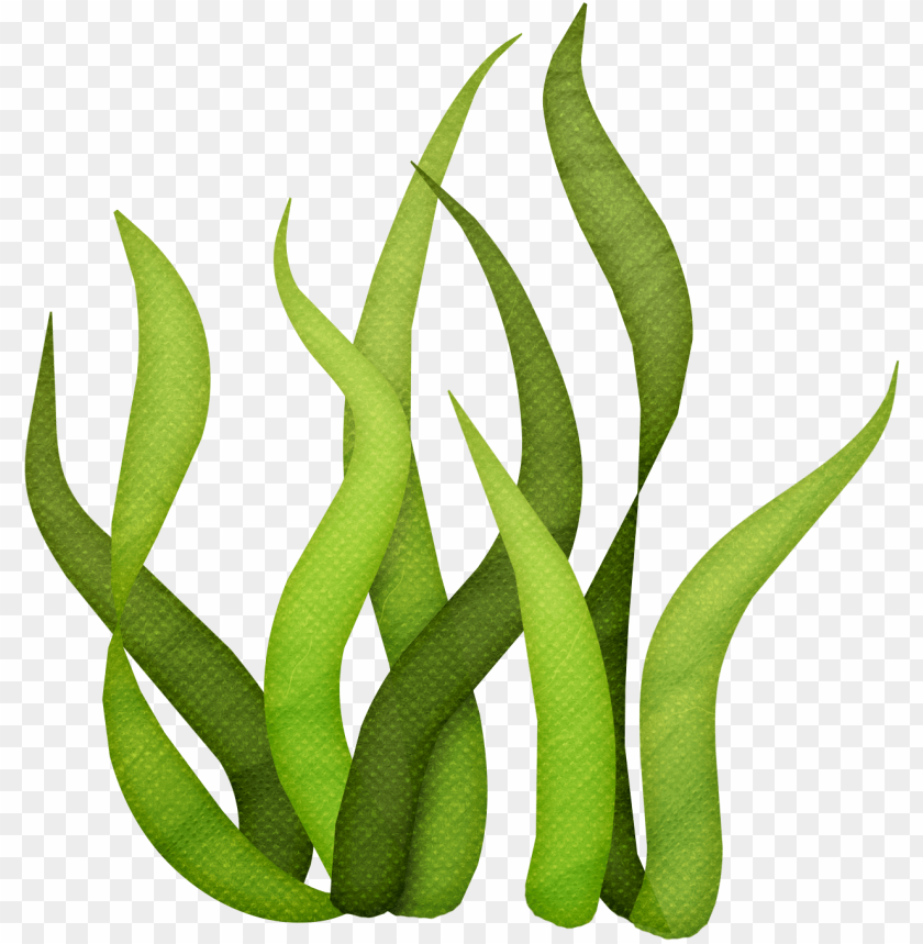 840x859 Vector Free Algae Clipart Giant Kelp