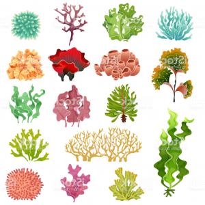300x300 Coral And Seaweed Underwater Flora Sea Water Seaweeds Aquarium