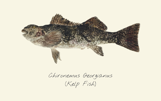 626x395 Drawing Of A Kelp Fish Vector Premium Download