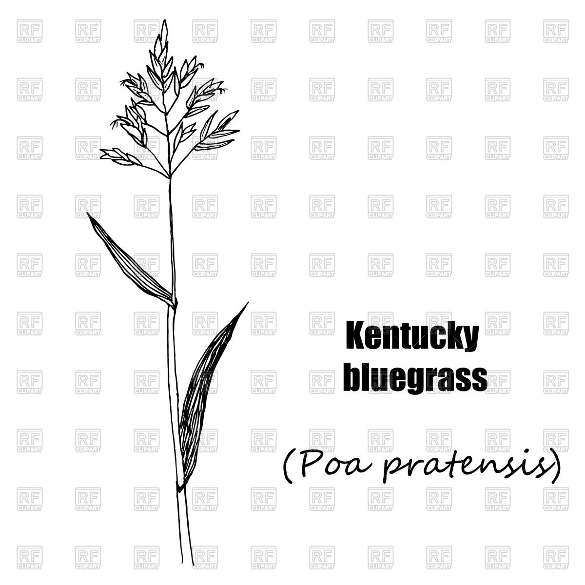 1200x1200 Kentucky Bluegrass Hand Drawn Sketch Medical Herbs Vector Image