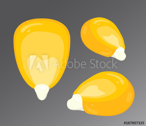 500x434 Vector Illustration Of Corn Kernel Isolated On Gray Background