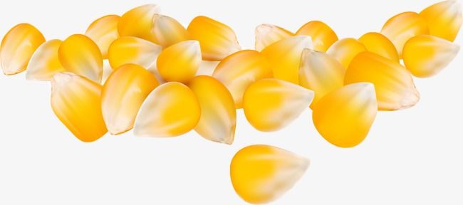 650x288 Cartoon Corn Crop Corn Kernels, Cartoon, Corn, Crop Png And Vector