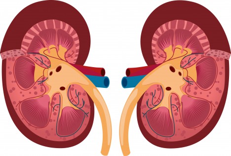 468x316 Human Kidney Vectors Stock In Format For Free Download