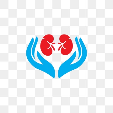 360x360 Kidney Png, Vector, And Clipart With Transparent Background