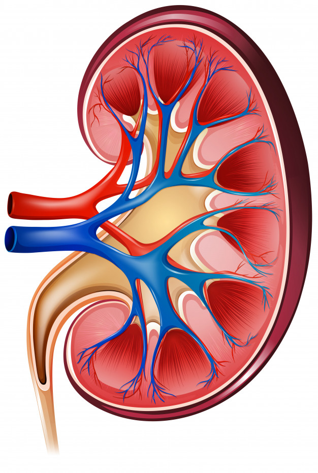 626x932 Kidney Vector Premium Download