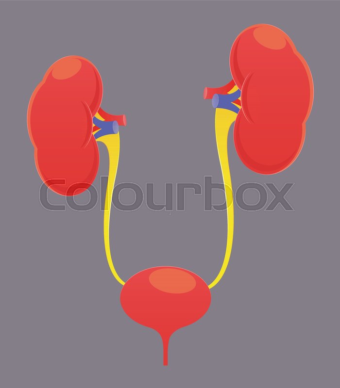 700x800 Kidney Vector Illustration Stock Vector Colourbox
