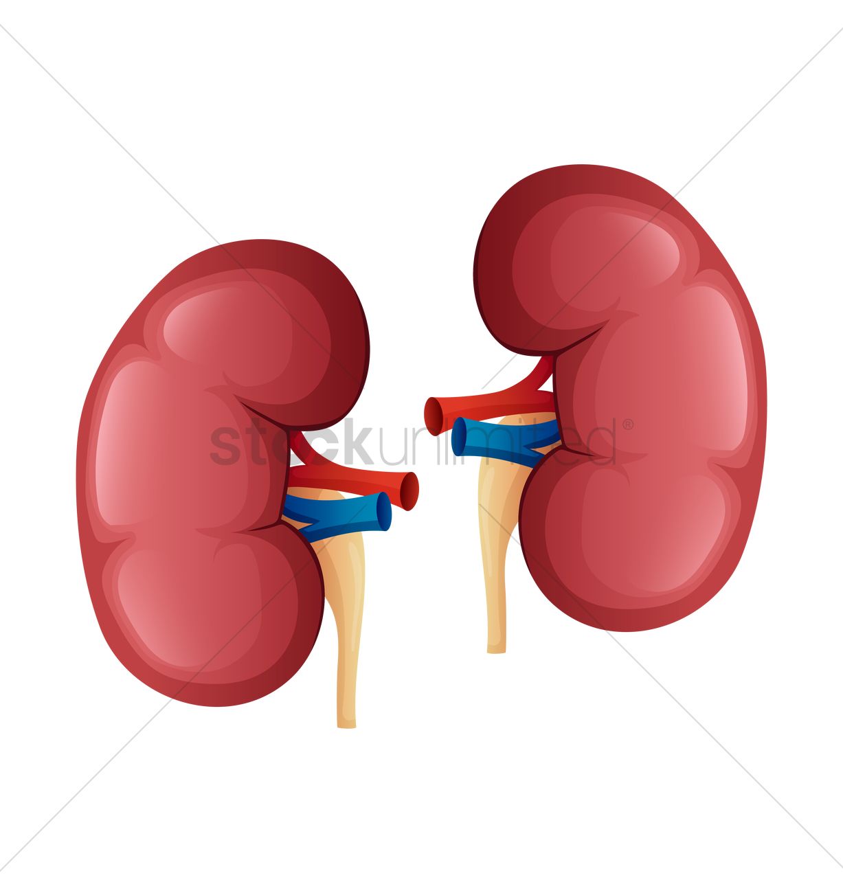 1227x1300 Kidney Vector Image