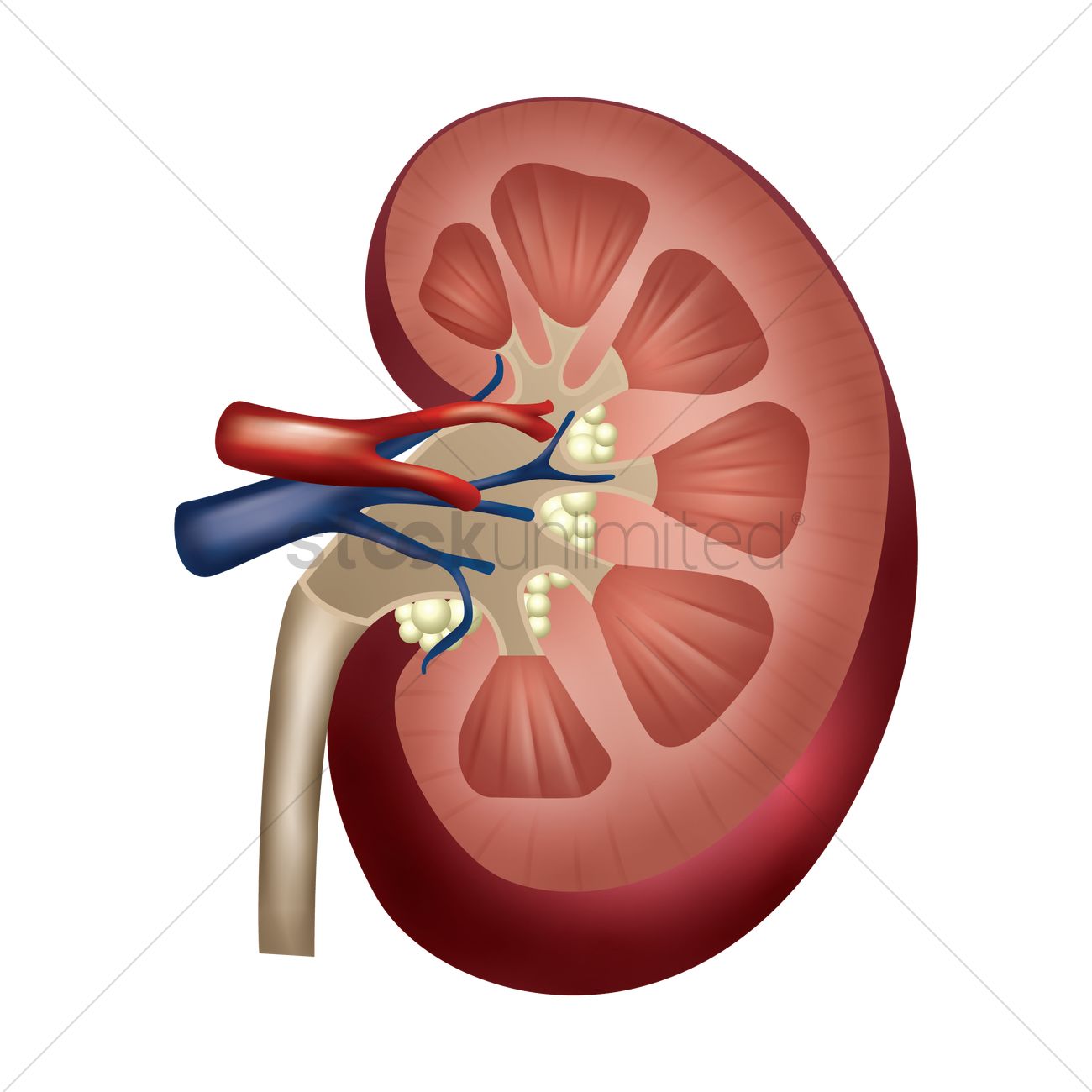 1300x1300 Kidney Vector Image