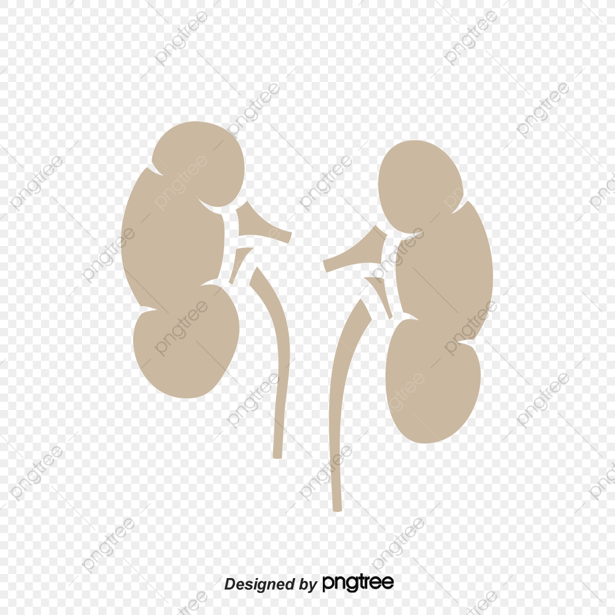 1200x1200 Kidney Vector Material, Kidney, Creative Kidney, Vector Kidneys