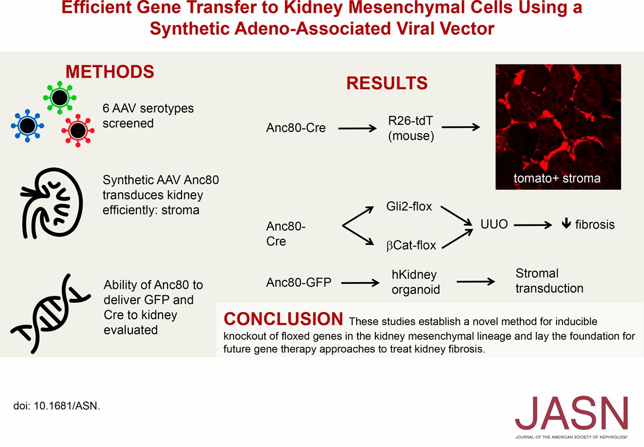 1280x888 Efficient Gene Transfer To Kidney Mesenchymal Cells Using