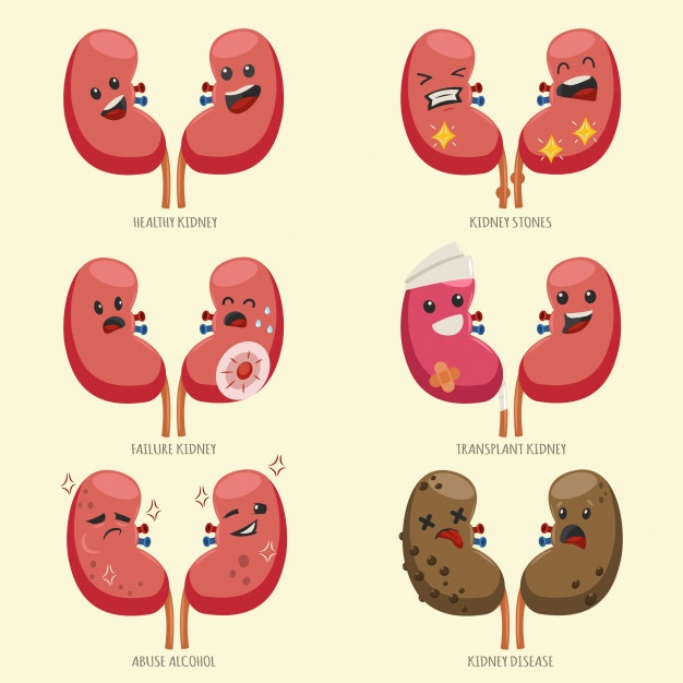 626x626 Kidney Vectors, Photos And Free Download