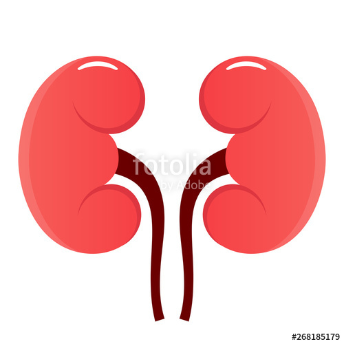 500x500 Kidney Vector Icon Stock Image And Royalty Free Vector