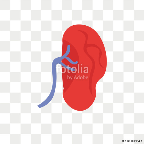 500x500 Kidney Vector Icon Isolated On Transparent Background, Kidney Logo