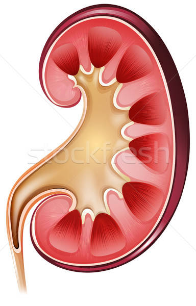 384x600 Kidney Vector Illustration Daniel Cole