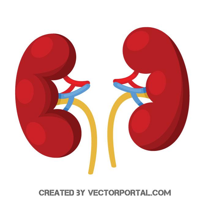 660x660 Kidneys Vector Image