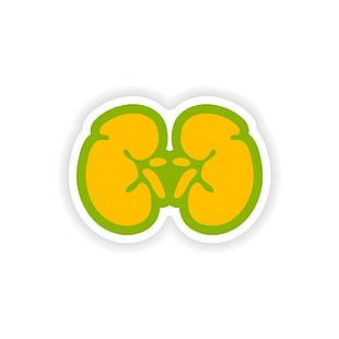 310x310 Paper Sticker On White Background Human Kidney Vector