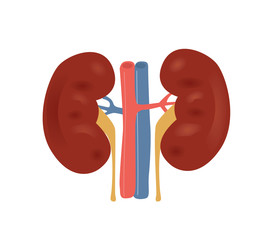 263x240 Search Photos Kidney Vector