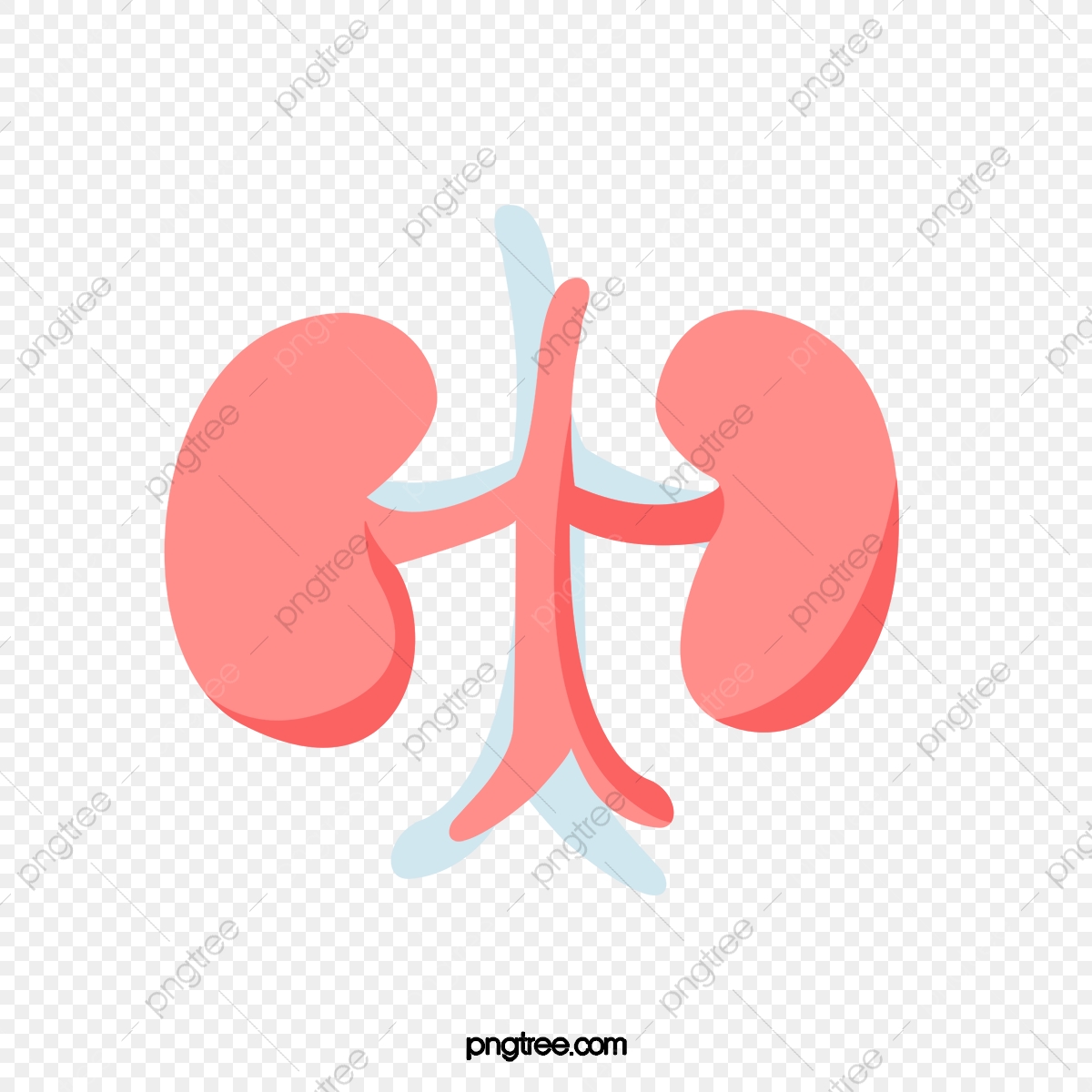 1200x1200 Vector Flat Kidney, Vector, Flat Vector, Kidney Vector Png