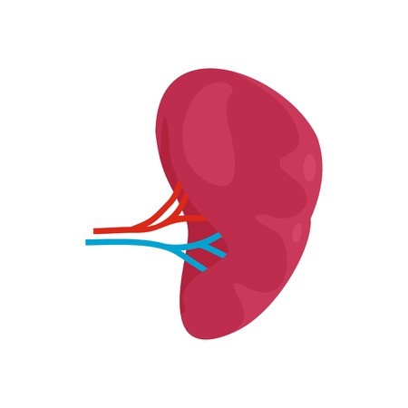 450x450 Health Kidney Icon Flat Illustration Of Health Kidney Vector Icon