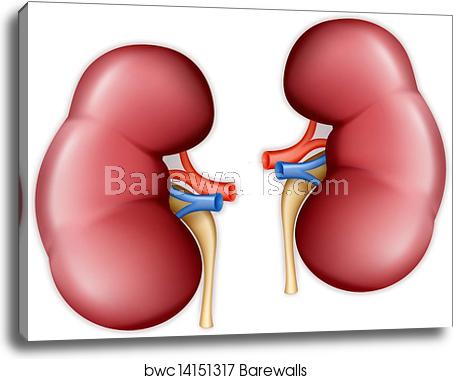 453x379 Human Kidney, Vector, Canvas Print Barewalls Posters Prints
