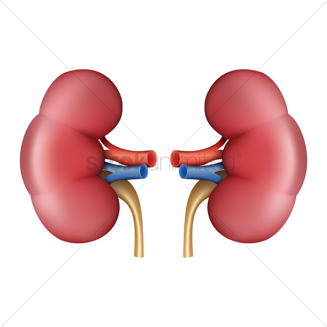 1300x1300 Human Kidney Vector Image