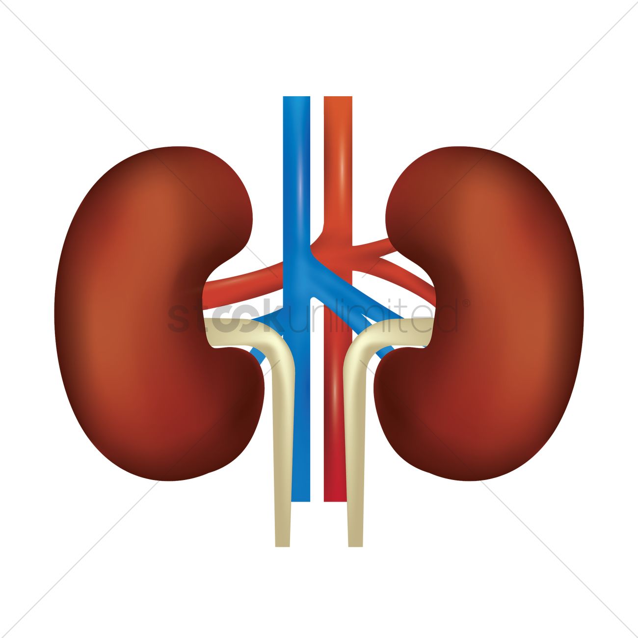 1300x1300 Human Kidney Vector Image
