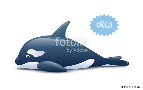 Killer Whale Vector