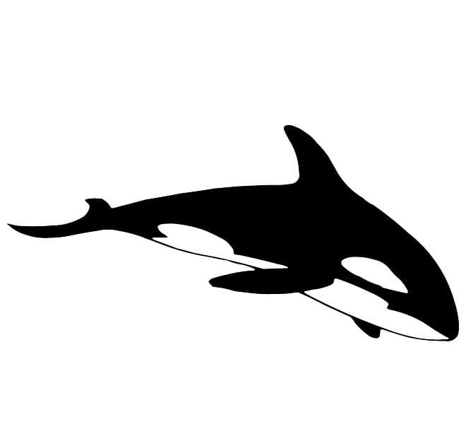 Killer Whale Vector at Vectorified.com | Collection of Killer Whale ...