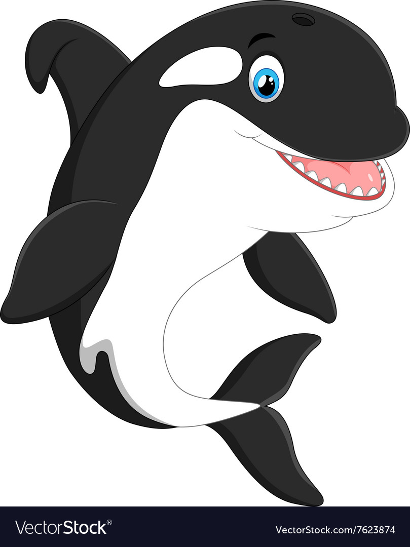 809x1080 Fresh Cartoon Killer Whale Cute Royalty Free Vector Image