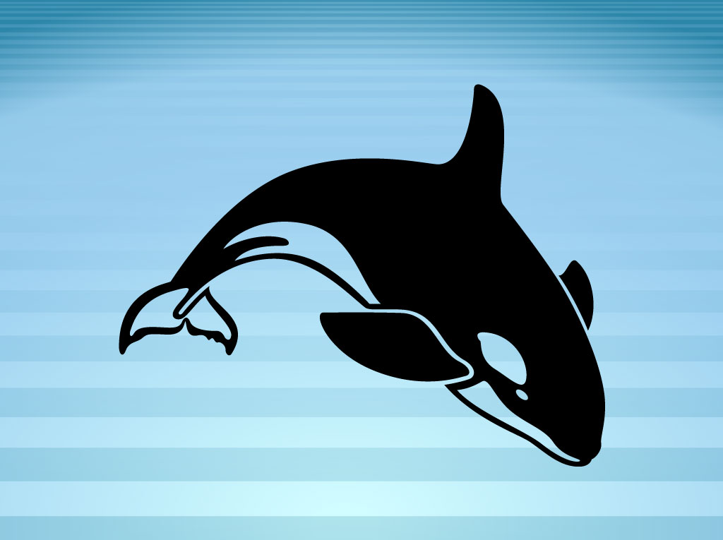 1024x765 Killer Whale Vector Art Graphics