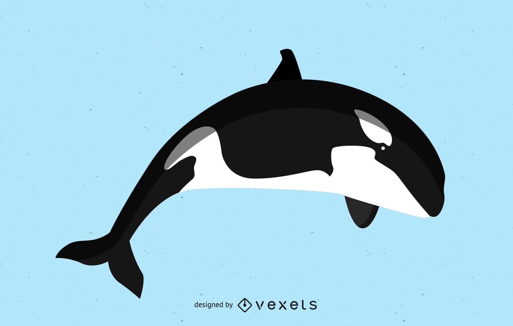 1700x1080 Killer Whale Vector Image
