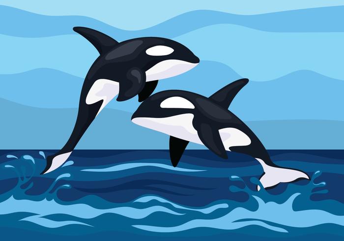 700x490 Killer Whales Illustration