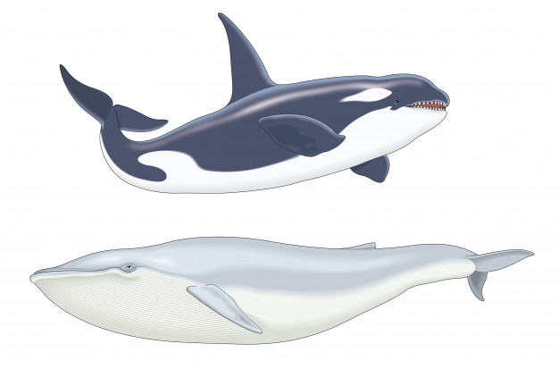626x413 Orca Vectors, Photos And Free Download