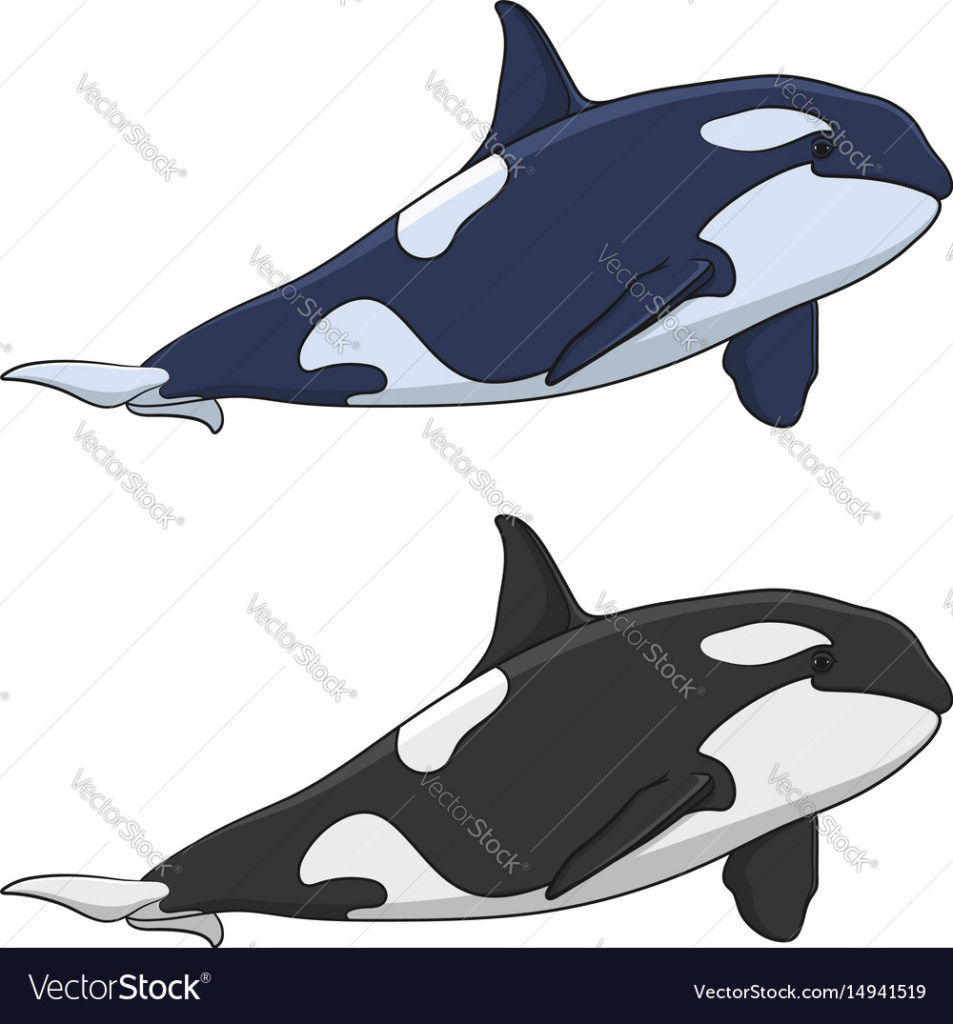 953x1024 Coloring Color Image Of Killer Whale Royalty Free Vector