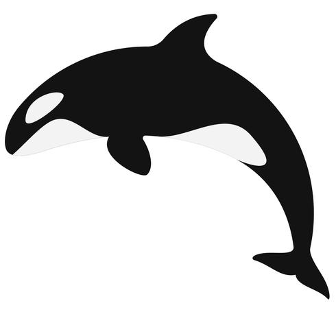 490x490 Orca Killer Whale Vector