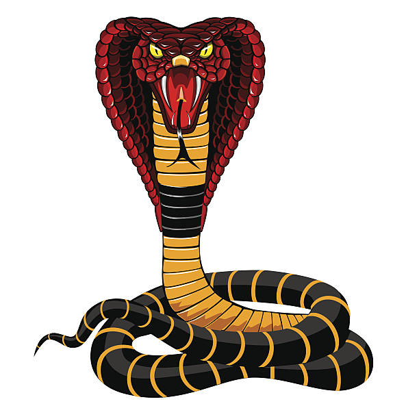 612x612 King Cobra Clipart