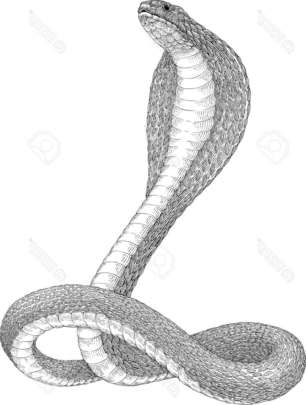 1180x1560 King Cobra Sketch Black And White Vector Illustration Of King