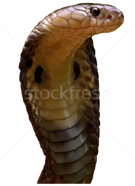 435x600 King Cobra Vector Illustration Roman Dekan