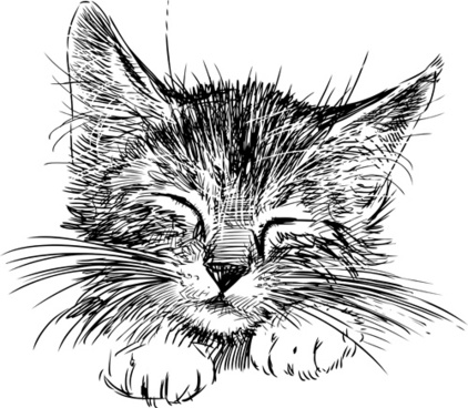 422x368 Vector Kitten Free Vector Download