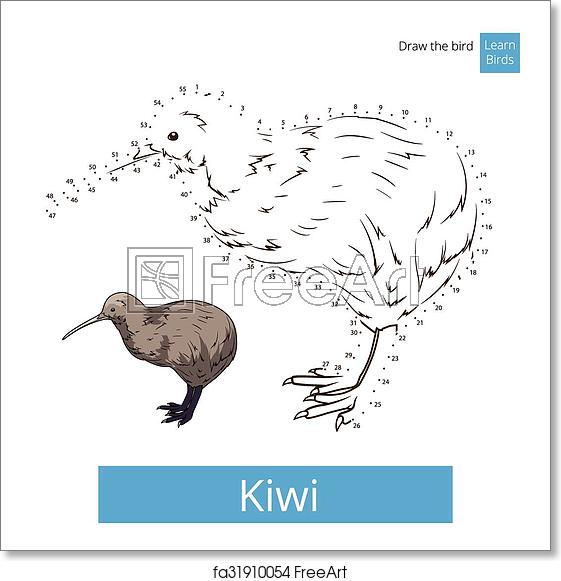 561x581 Free Art Print Of Kiwi Bird Learn To Draw Vector Kiwi Learn Birds