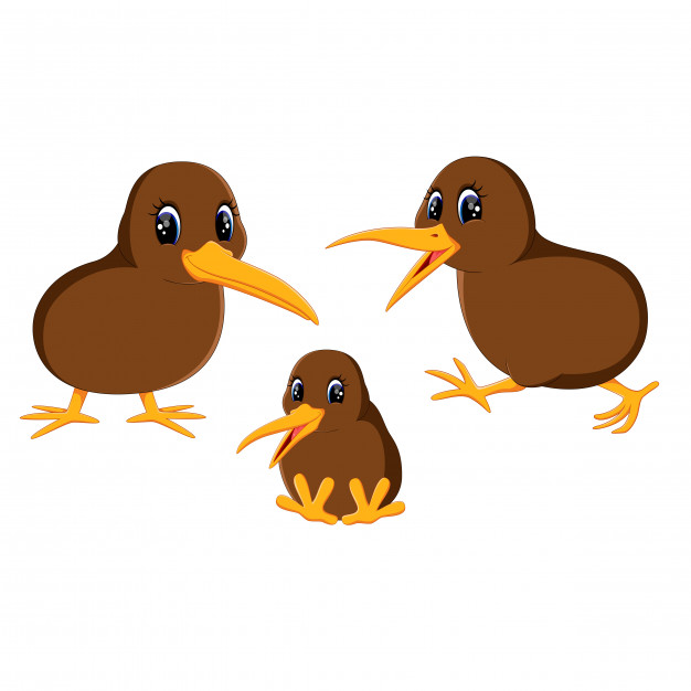 626x626 Illustration Of A Close Up Kiwi Bird Vector Premium Download