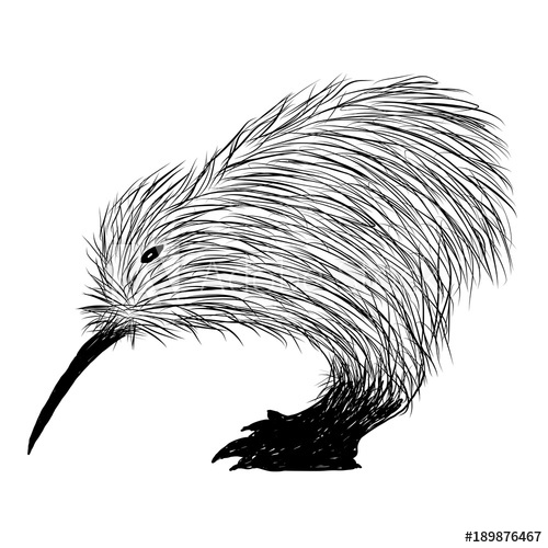 500x500 Kiwi Bird Vector