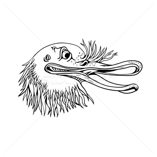 600x600 Kiwi Bird Stock Vectors, Illustrations And Cliparts Stockfresh