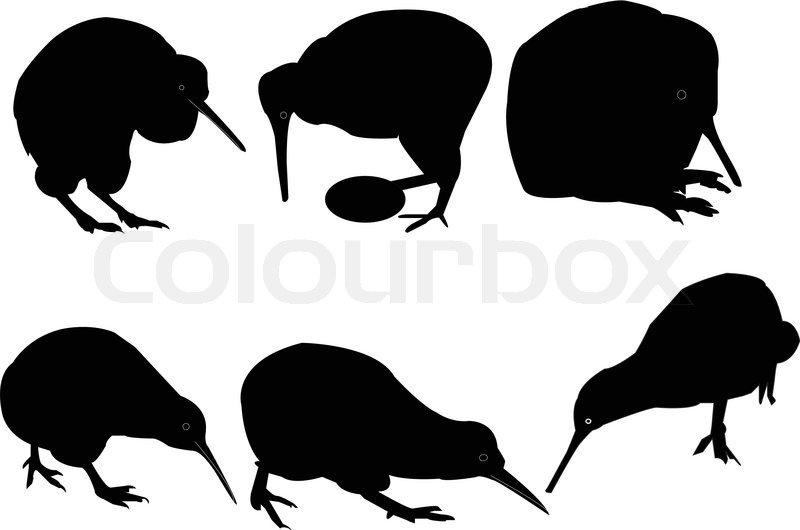 800x530 Kiwi Birds Collectioneps Stock Vector Colourbox