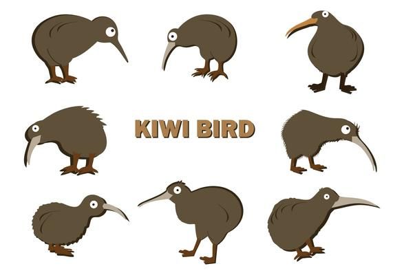 571x400 Free Kiwi Bird Vector Kivi Kiwi Bird, Vector Free, Free Vector Art