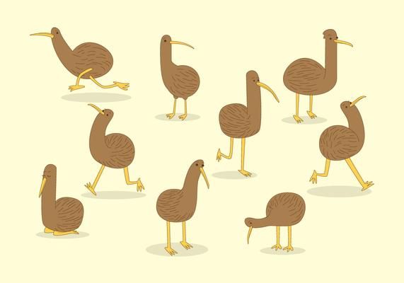 571x400 Free Kiwi Bird Vector Kiwis Kiwi Bird, Kiwi, Vector Free