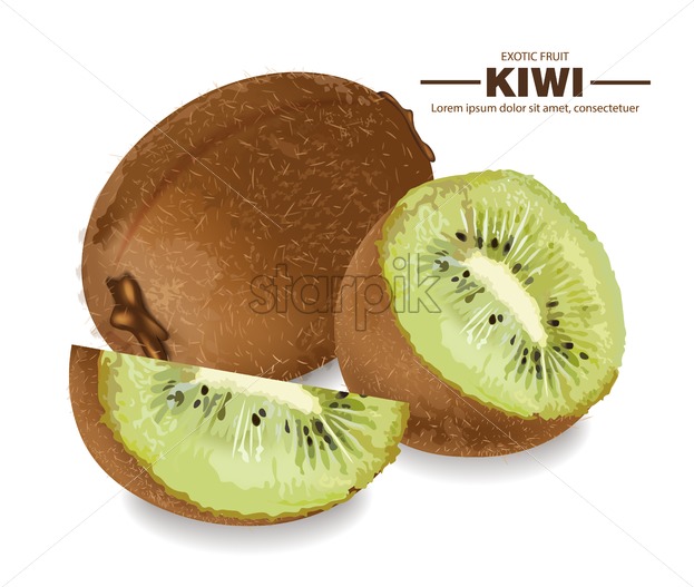623x527 Kiwi Fruit Vector Realistic Detailed Illustration Fruits Mock