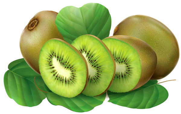 600x380 Kiwi Fruits Vector Free Download